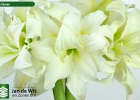 hippeastrum Ice Queen ® (1)